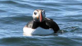 Atlantic Puffin [upl. by Schroder936]