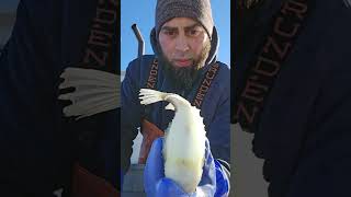 CAUGHT A LUMPFISH IN A LOBSTER TRAP OFF THE COAST OF MAINE [upl. by Huesman]