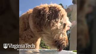 Dog drinking water in slow motion  Virginia Tech [upl. by Loren]