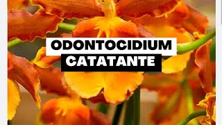 Tentando Salvar Hastes do Odontocidium Catatante [upl. by Ecnaret5]