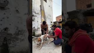 OpenHead Wound brajanimalcare india feeding food dog animallovers dogsofvrindavan vrindavan [upl. by Notgnilliw897]