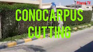 Conocarpus Tree Cutting Design As A Fencing Wall Sehnsa KotliAJK  Plai GalaPly GhalaRawalakot [upl. by Howlond264]