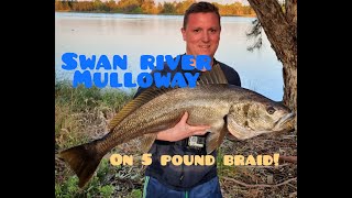 How I Caught this Swan River Mulloway  Jewfish on the Bream Rod [upl. by Pelmas]