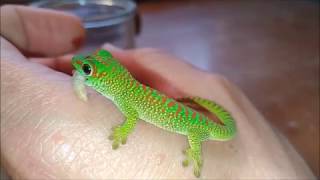 Phelsuma grandis [upl. by Tezile]