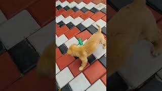 Bellas favourite toyplastic bottle🍶🍾 trending cute doglover pets youtubeshorts fyp shorts [upl. by Gilbert864]