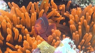 Exploring Ecosystems Coral Reef Symbiosis  California Academy of Sciences [upl. by Summer485]