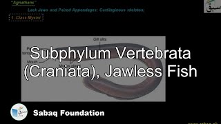 Subphylum Vertebrata Craniata Jawless Fish Biology Lecture  Sabaqpk [upl. by Lethia]