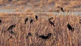 RedWinged Blackbirds at Bitter Lake NWR Roswell New Mexico [upl. by Yr883]