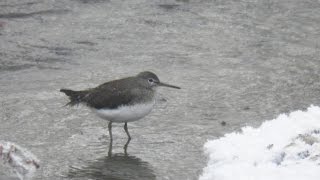 Fluierari de zavoi cantec Tringa ochropus song Green Sandpiper [upl. by Ahsieit]