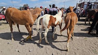 Potros finos burros Yeguas puercos pavo reales borregos y más Plaza Ganadera el salado puebla [upl. by Nur]