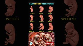 Amazing Baby Growth Week by Week  See the Miracles Inside the Womb Pregnancy miracle happiness [upl. by Alansen]