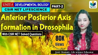 ANTERIORPOSTERIOR AXIS FORMATION IN DROSOPHILA PART2  CSIR NET DEVELOPMENTAL BIOLOGY [upl. by Etiragram48]