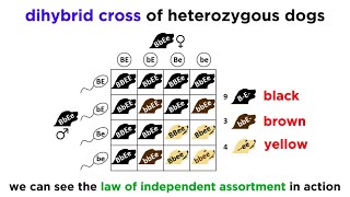 Beyond Mendelian Genetics Complex Patterns of Inheritance [upl. by Cnahc427]