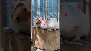 Cute Hamster Baby 😱 shorts shortvideo cutebaby viralshorts [upl. by Ramu]