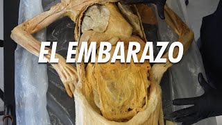 ¿Qué le hace el EMBARAZO a tu cuerpo [upl. by Enel402]