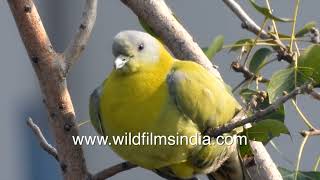 Green pigeons sit around on a peepul tree in a busy area of a city [upl. by Tatianas]