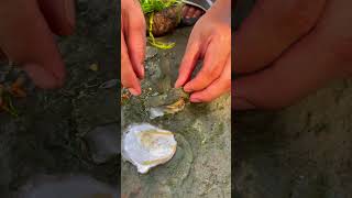 wow Oyster So Fresh And Look Delicious oyster fresh good 100kviews amazing seafood usa [upl. by Wailoo857]