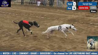 GREYHOUND DERBY 2023  A MEMORABLE EVENT  Full HD [upl. by Anelet]