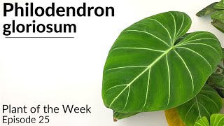 How To Care For Philodendron gloriosum  Plant Of The Week Ep 25 [upl. by Lleda]