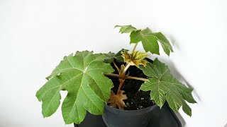 Introducing My New Tetrapanax Papyrifer With Time Lapse [upl. by Spence652]