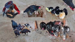 6 Chicks Growth Video Day By Day  Hen Hatched 6 Chicks  Hen Laying Egg [upl. by Ttcos921]