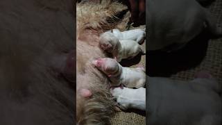 Lhasa Apso dog puppies🐕🐕comment like share subscribe dog doglover dogshorts puppy doglover [upl. by Folberth]