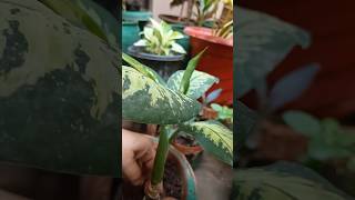 Dieffenbachia Growth gardeningadvice plants garden nature dieffenbachia propagation plant [upl. by Yrrag]