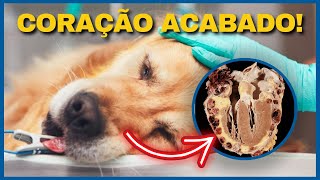 ALIMENTO MILAGROSO PARA CUIDAR DO CORAÇÃO DO SEU PET Tosse em Cachorro Tosse em Gato Parte 12 [upl. by Lister]