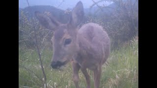 Aizelekuko fauna 20212024 Trail cam  Apeman H55 [upl. by Ramraj]