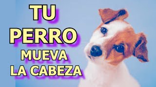 ➡️ SONIDO PARA QUE TU PERRO MUEVA LA CABEZA 🐶 🐕 [upl. by Jd358]