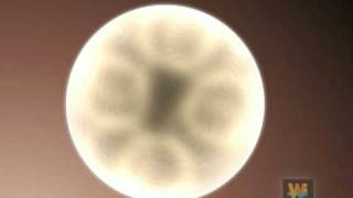 Embryonic stem cell animation [upl. by Akcinat]