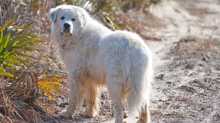 Famous Great Pyrenees in History Remarkable Stories [upl. by Imena]