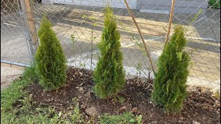 Planting Arborvitae How To [upl. by Nerred]