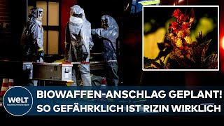 CASTROPRAUXEL BiowaffenAnschlag quotRizin ist extrem giftig – und Rizinussamen sehr weit verfügbarquot [upl. by Jarred]