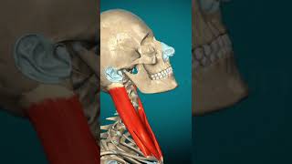 Sternocleidomastoid muscle action anatomy muscle humanbody science learnbiology [upl. by Rieger]