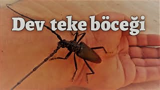 DİKKAT Dev Teke BöceğiKonak Delen BöcekReis Cerambycidae [upl. by Gladstone]