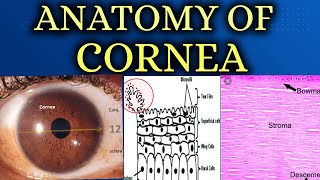 ANATOMY OF CORNEA made easy [upl. by Nasya102]