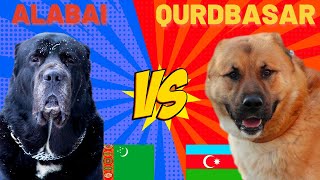 Alabay Alabai Vs Qurdbasar  Kurtbasar Gurdbasar  Köpekleri İti qurdbasar alabay köpek [upl. by Idolem688]