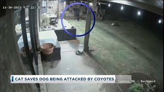 Cat Saves Dog from Coyotes [upl. by Volney]