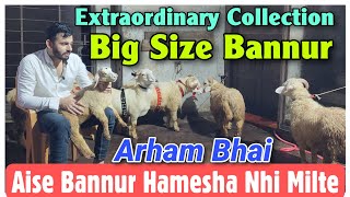 Big Size Bannur Sheep Kids At ARHAM BHAI  Bangalore Mende In Bhiwandi [upl. by Humberto564]