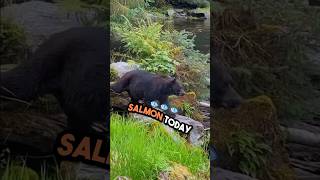 Amazing Black Bears Feeding On Salmon in Alaska adventure travelalaska alaska cruise vlog [upl. by Rehpotsrihc326]