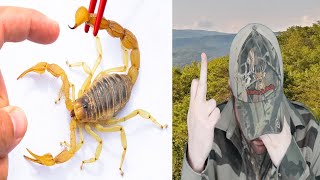 Stung By A Scorpion Brave Wilderness  Reaction BBT [upl. by Anaujnas]