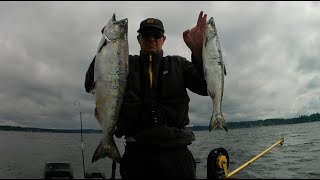 South Puget sound area 13 Blackmouth morning limit [upl. by Eppilihp]