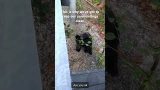 Bear being rescued from its head being stucked in a can keepclean animals animallover nature [upl. by Krispin]