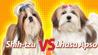 LHASA APSO vs SHIHTZU  Duelos de raças Baw Waw [upl. by Lerim]