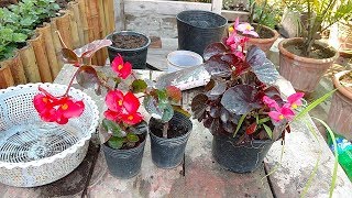 Begonia Plant Care  Tropical Plant Care  begonia flower  Winter Flower Plant [upl. by Tufts]