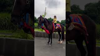 Dhruvi Horse 🐎 Riding  horse horses ghoda horseriding horselover ytvideo shortsfeed dhruhi [upl. by Treblihp]