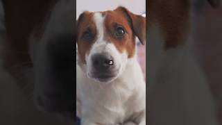 Fascinating Jack Russell Terrier Facts You Never Knew amazingfacts animals facts [upl. by Oric]