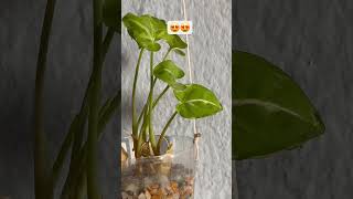 Plant Wall Decoration IdeaPlant Propagation Method🌱🌱plantsdecorationshortsyoutubeshorts [upl. by Edlihtam]