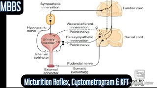 Physiology of Micturition Micturition Reflex amp KFT mbbs medicine physiology neetpg [upl. by Casandra]